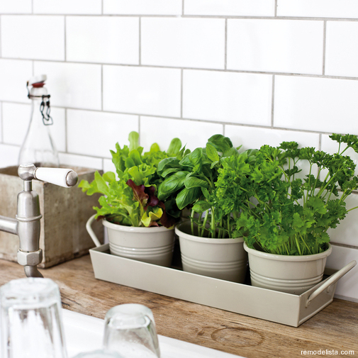 5 Tips to Maintain your Indoor Herb Garden