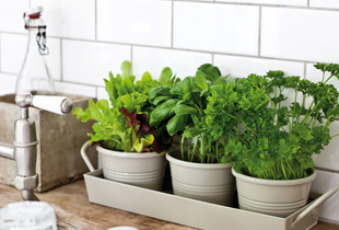 5 Tips to Maintain your Indoor Herb Garden