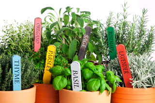 Fresh Summer Flavors—How to Grow Your Own Herbs